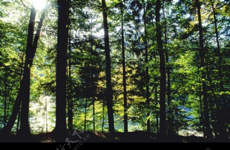 森林树木林业木材资源图片
