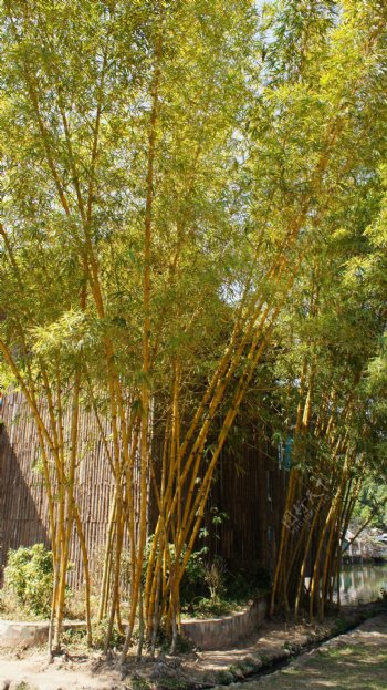 热带竹木图片