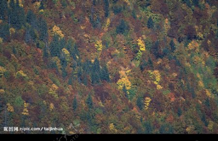 秋天多彩的山林图片