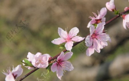 桃花图片