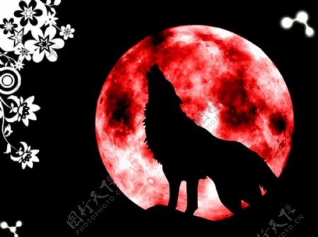 对月的狼图片