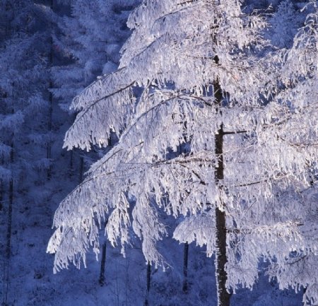结冰的树图片