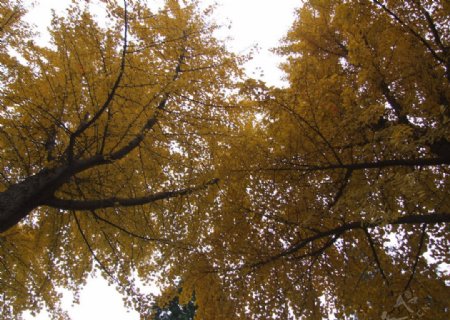 景山公园的银杏树图片