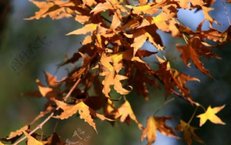 微黄泛红的枫树叶子图片