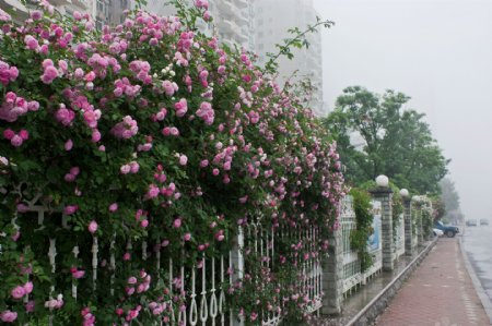 江盈花园图片