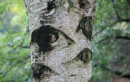 白桦树的眼睛图片