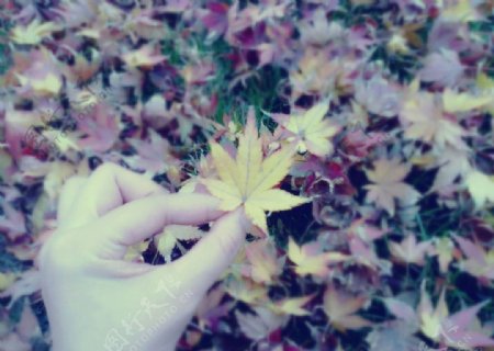 秋之枫叶图片