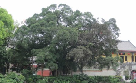 古南门大榕树图片