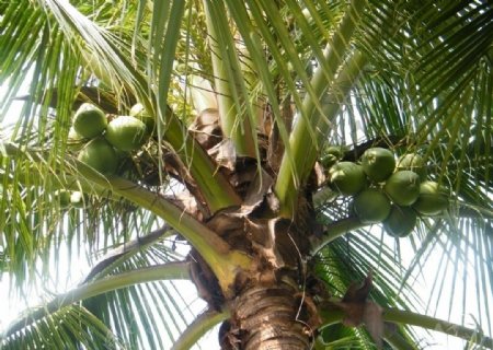 椰子树特写图片