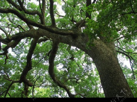 百年樟树图片