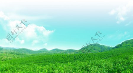 茶山茶园绿色生态风景图片
