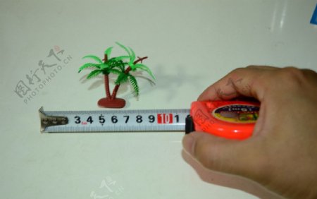 测量椰子树图片