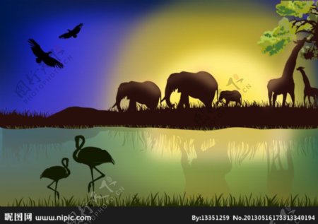 非洲野生动物景观图片