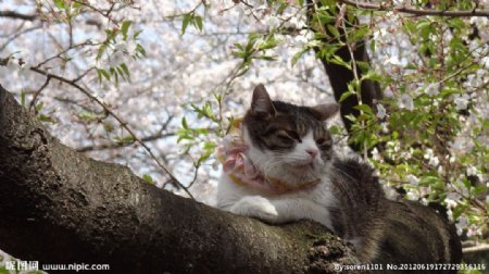 树上的猫图片