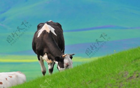 奶牛草原图片