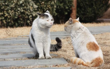 两只猫图片