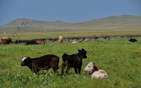 蒙古行摄影图片