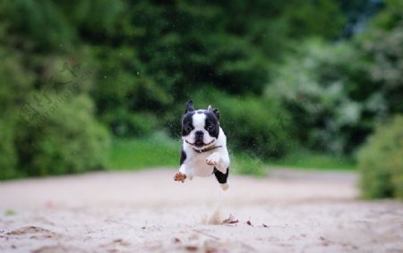 奔跑中的小狗图片