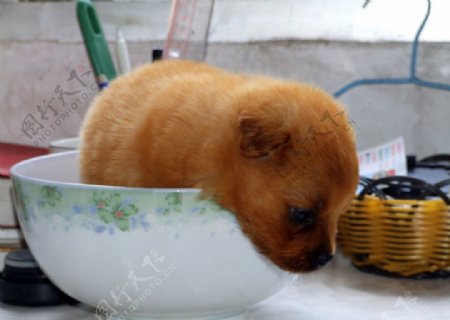 碗里可爱小狗图片