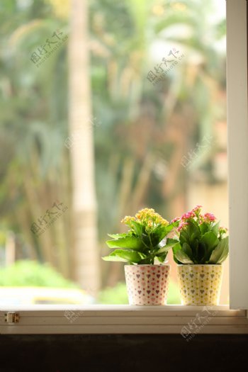 窗台小盆花图片
