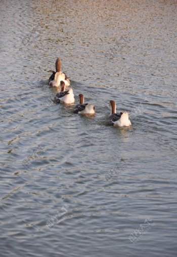 湖面上排队游泳的鸭子图片