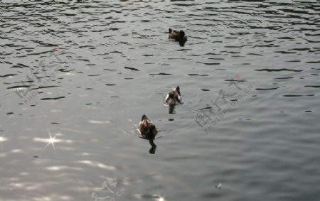 小鸭子划水图片