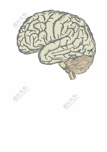 人脑大脑结构设计图片