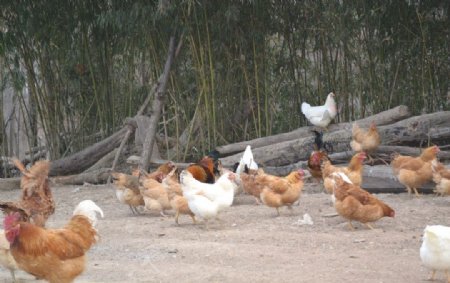 农家鸡群图片