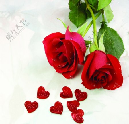 浪漫之约玫瑰花带水珠图片