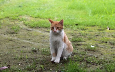 草地黄斑猫图片