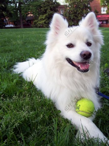白狗网球与草坪图片