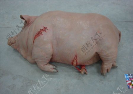 开膛的猪雕塑图片