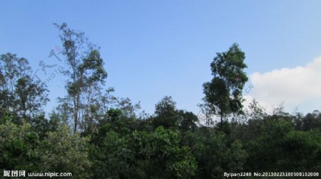 蓝天下的湛江森林公园图片