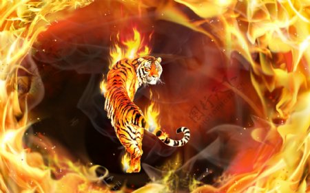 燃烧的老虎图片