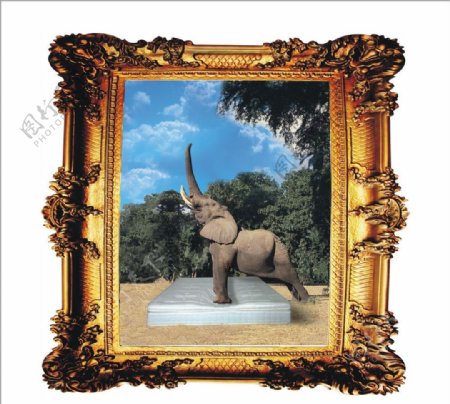大象相框图片