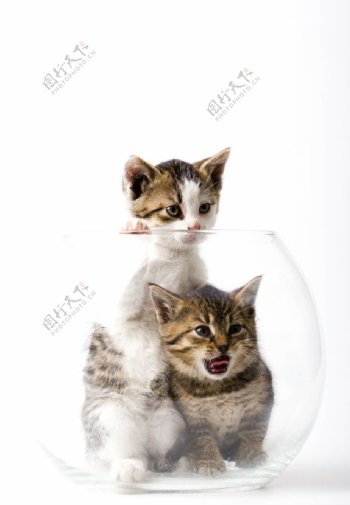 玻璃缸里的可爱小猫图片