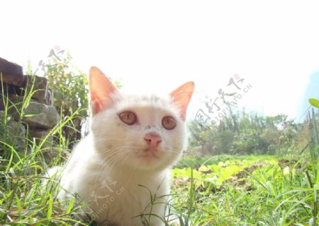 白猫图片