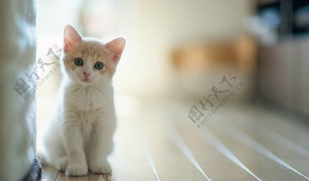 可爱小白猫图片