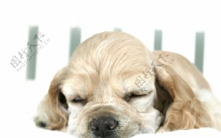 睡觉的狗狗图片