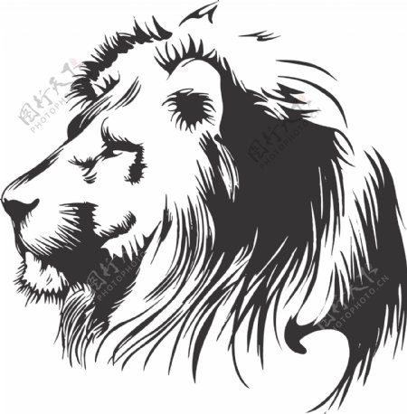 黑白狮子头矢量素材图片