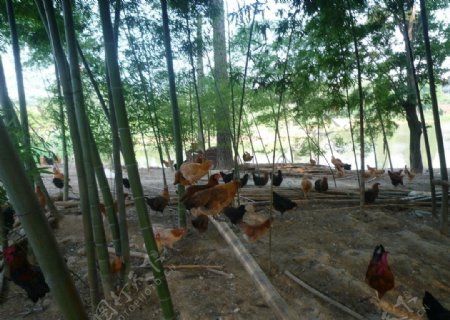 竹林鸡图片