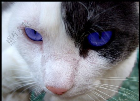 蓝眼猫图片