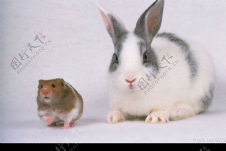 大兔子与小老鼠图片