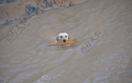 狗狗爱游泳图片