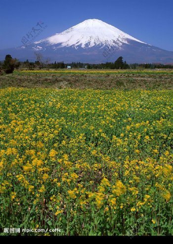 日本富士山下的油菜花图片