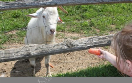 小女孩在牧场喂山羊图片