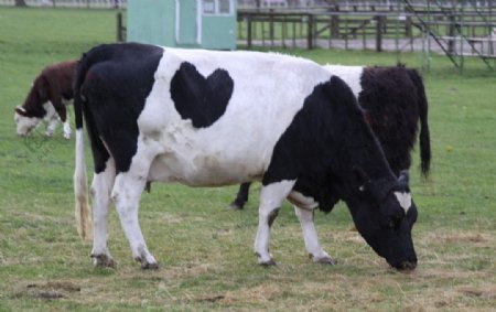 新西兰奶牛图片