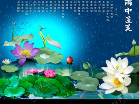 雨中莲花图片