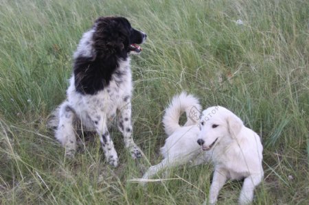 草原的两条狗图片