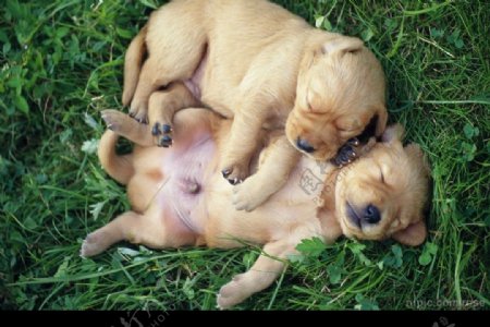 在草地上熟睡的小狗图片